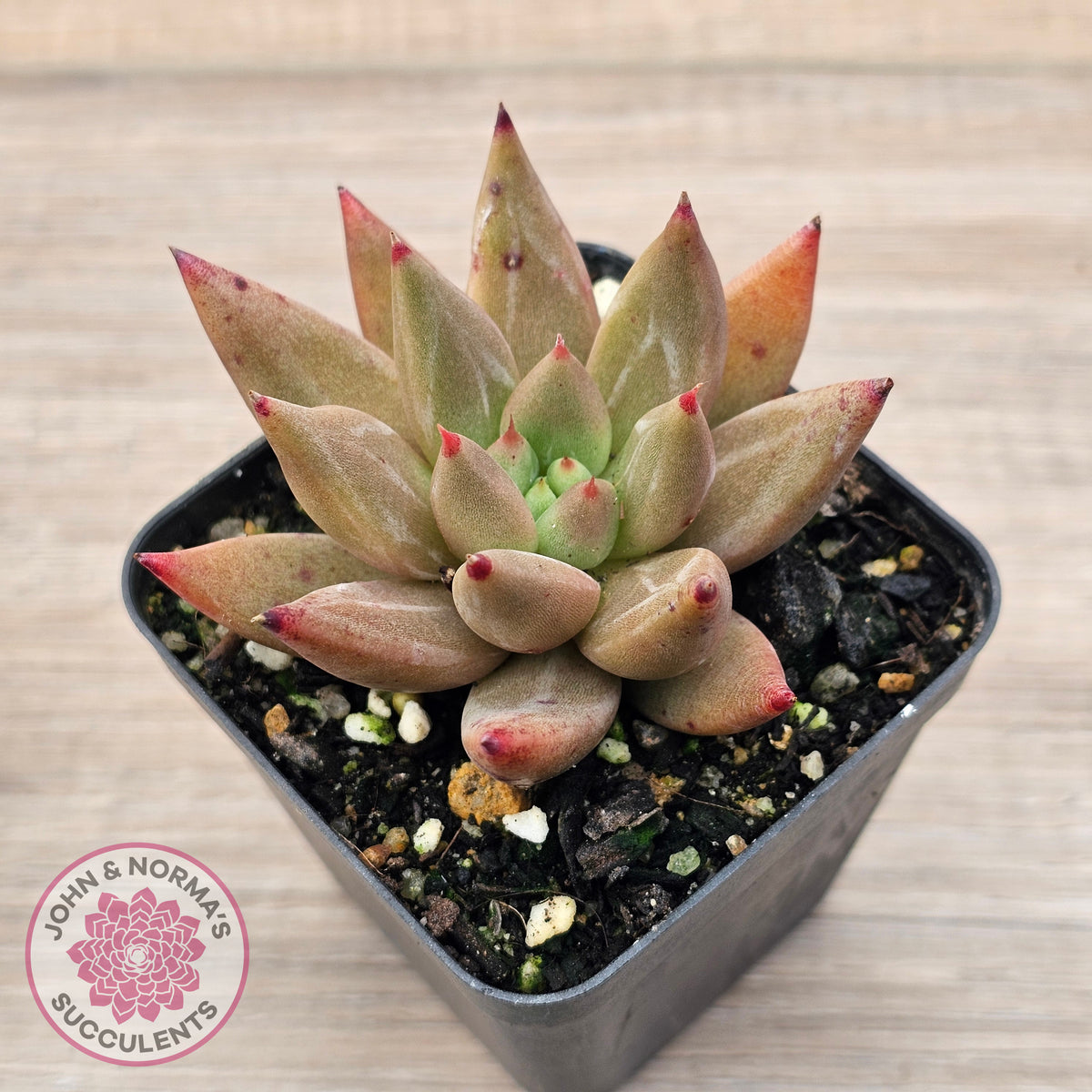 Echeveria Palpitation - Mr Haganes hybrid