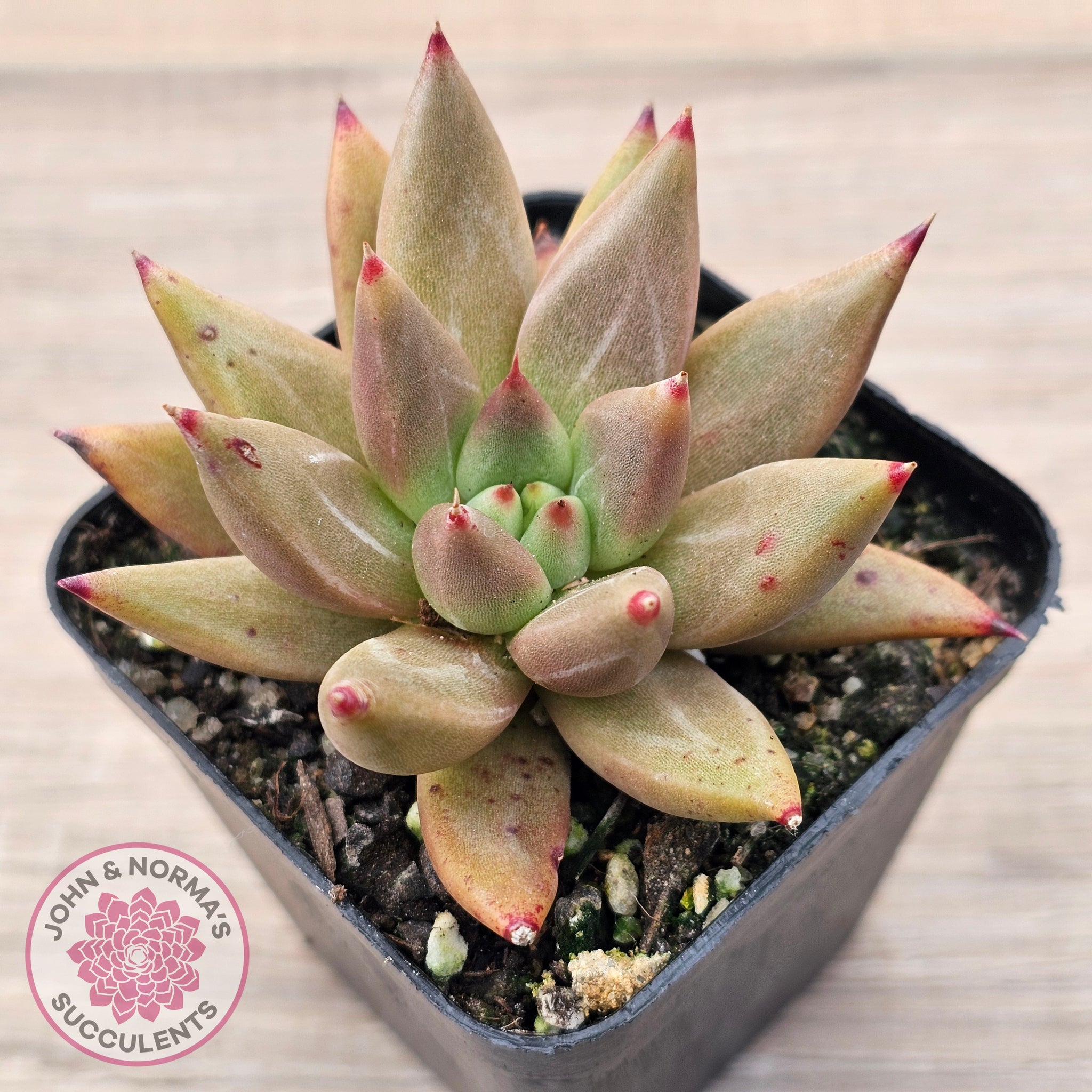 Echeveria Palpitation - Mr Haganes hybrid | John & Norma's