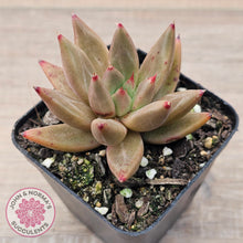 Load image into Gallery viewer, Echeveria Palpitation - Mr Haganes hybrid
