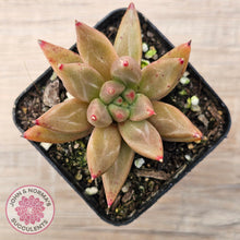 Load image into Gallery viewer, Echeveria Palpitation - Mr Haganes hybrid
