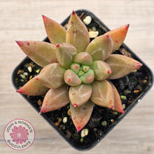 Load image into Gallery viewer, Echeveria Palpitation - Mr Haganes hybrid
