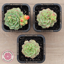 Load image into Gallery viewer, Echeveria Panda Face
