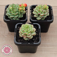 Load image into Gallery viewer, Echeveria Panda Face
