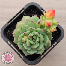 Load image into Gallery viewer, Echeveria Panda Face
