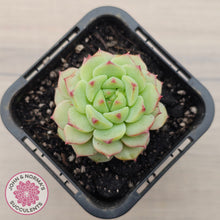 Load image into Gallery viewer, Echeveria Panda Face
