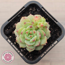 Load image into Gallery viewer, Echeveria Panda Face
