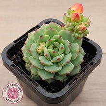 Load image into Gallery viewer, Echeveria Panda Face

