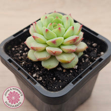 Load image into Gallery viewer, Echeveria Panda Face
