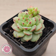 Load image into Gallery viewer, Echeveria Panda Face
