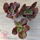 Echeveria 'Pappy's Rose'