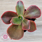 Echeveria 'Pappy's Rose'