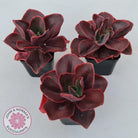 Echeveria 'Pappy's Rose'