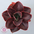 Echeveria 'Pappy's Rose'