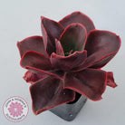 Echeveria 'Pappy's Rose'
