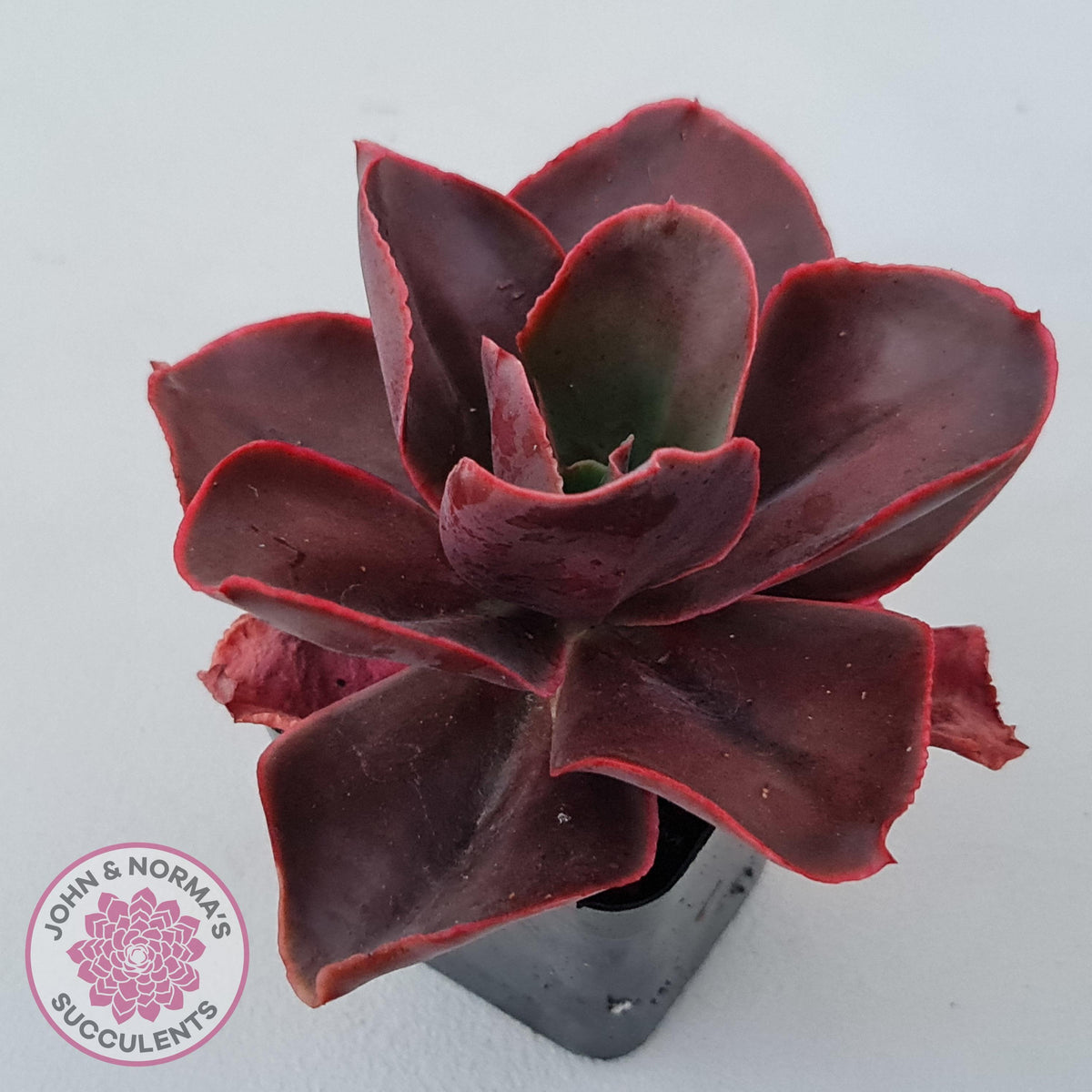 Echeveria 'Pappy's Rose'