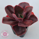 Echeveria 'Pappy's Rose'