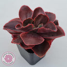 Echeveria 'Pappy's Rose'