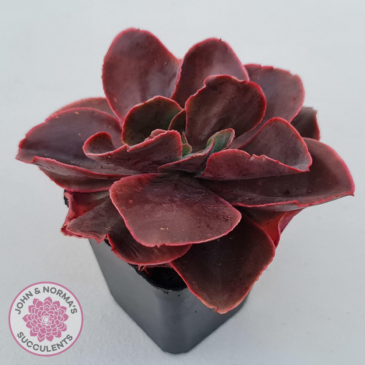 Echeveria 'Pappy's Rose'