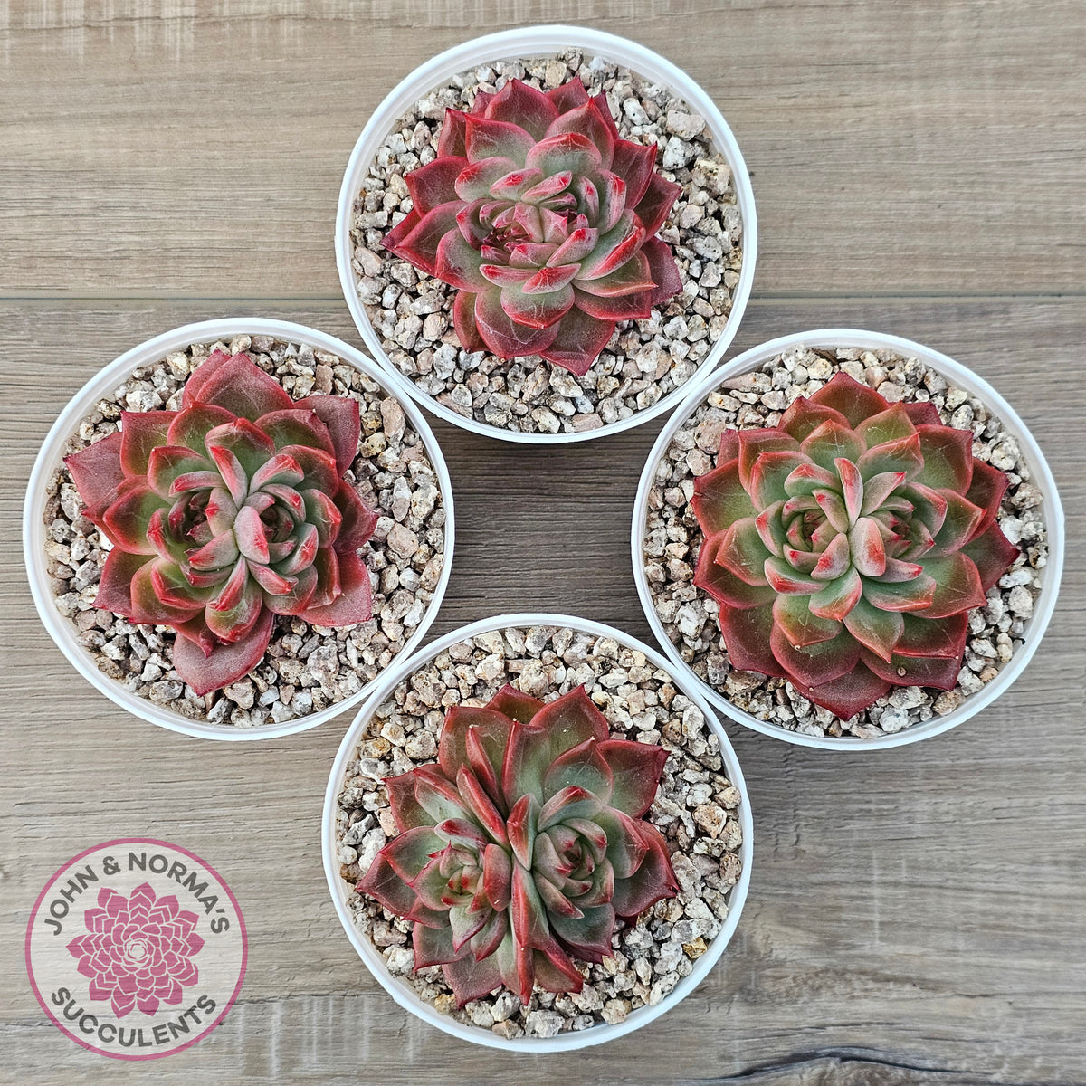 Echeveria 'Paris Rose'