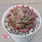 Echeveria 'Paris Rose'
