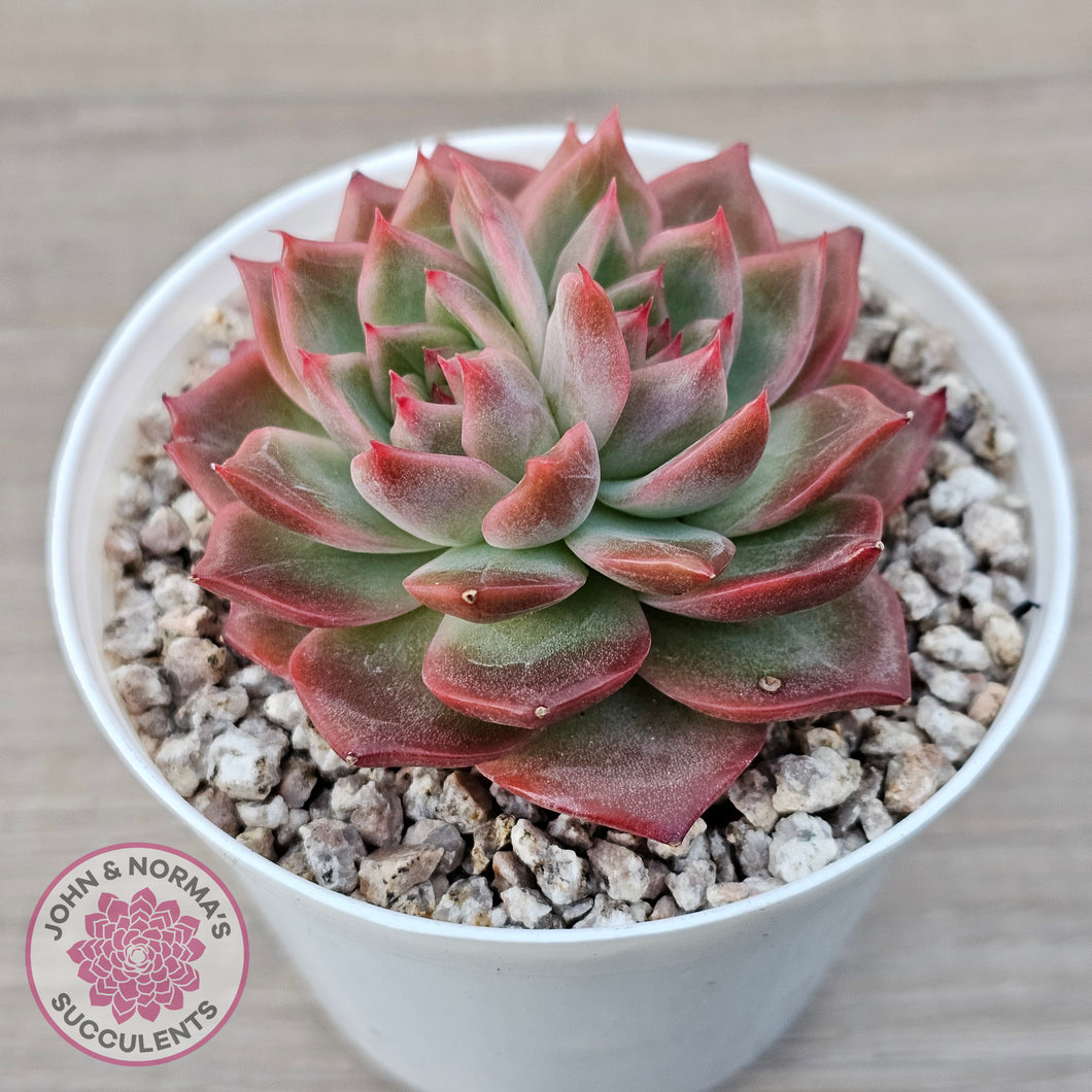 Echeveria 'Paris Rose'