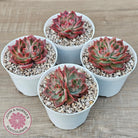 Echeveria 'Paris Rose'