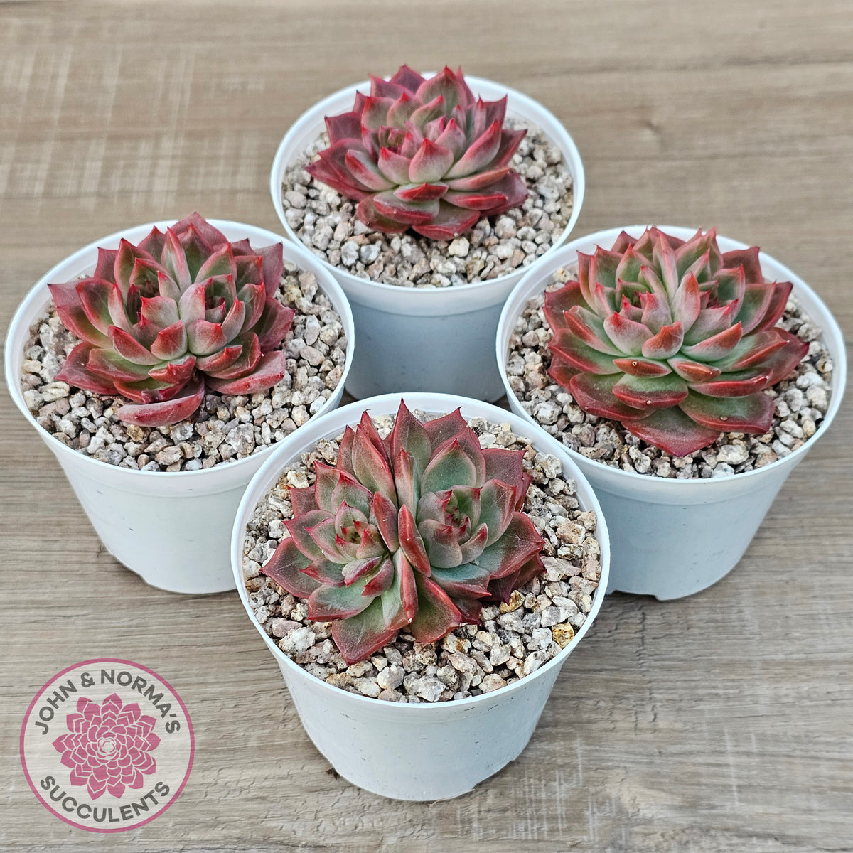 Echeveria 'Paris Rose'