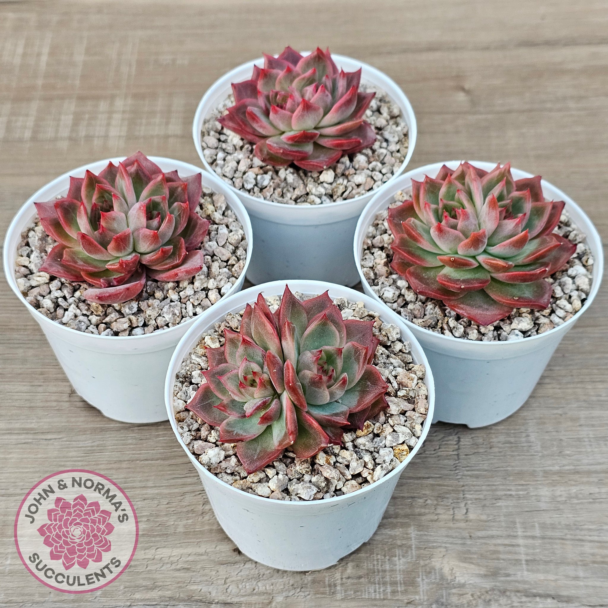 succulents cactus paris Buy Echeveria 'Paris Rose' Australia
