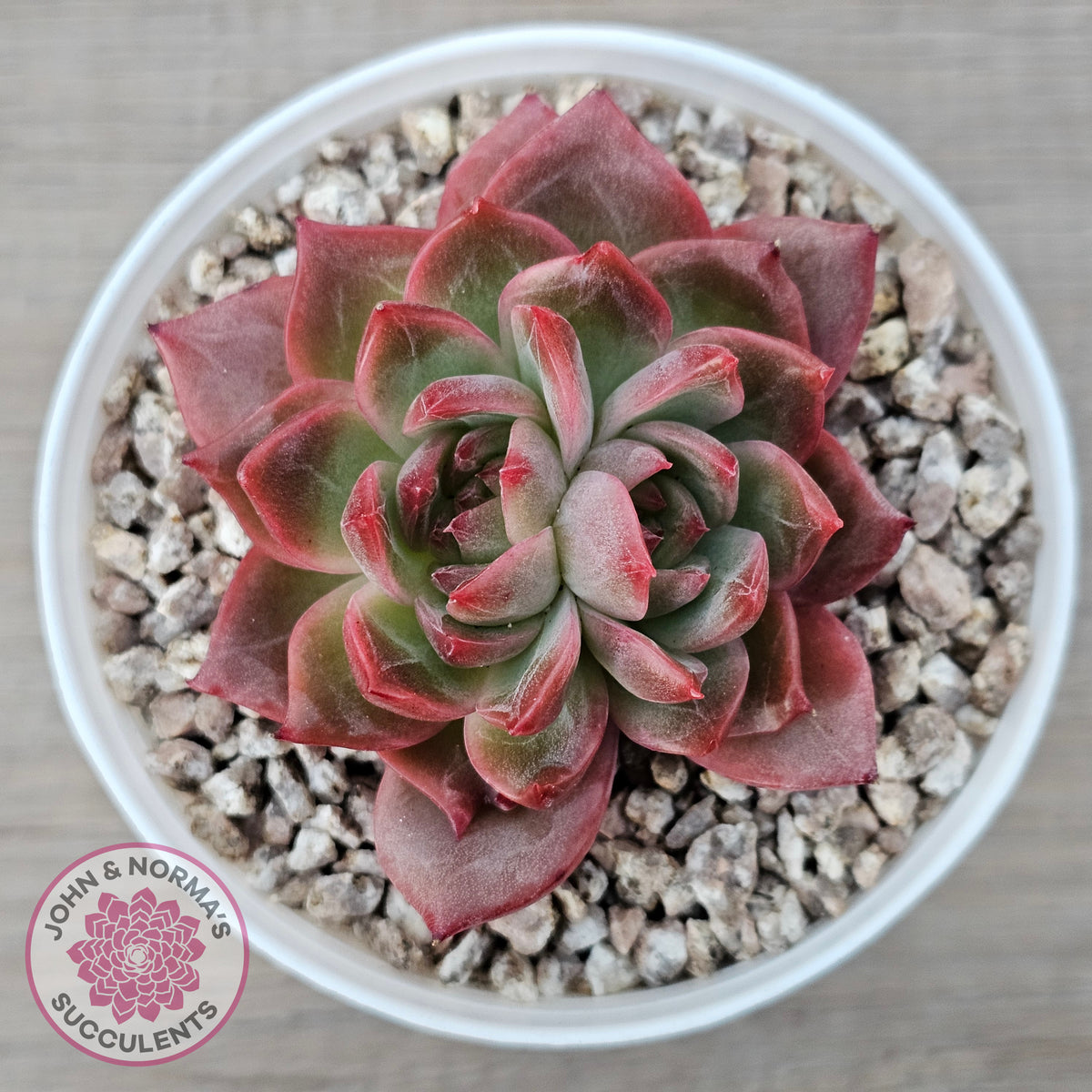 Echeveria 'Paris Rose'