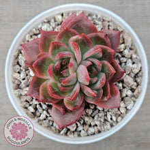 Load image into Gallery viewer, Echeveria &#39;Paris Rose&#39;
