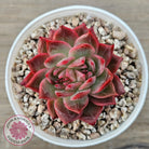 Echeveria 'Paris Rose'