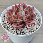 Echeveria 'Paris Rose'