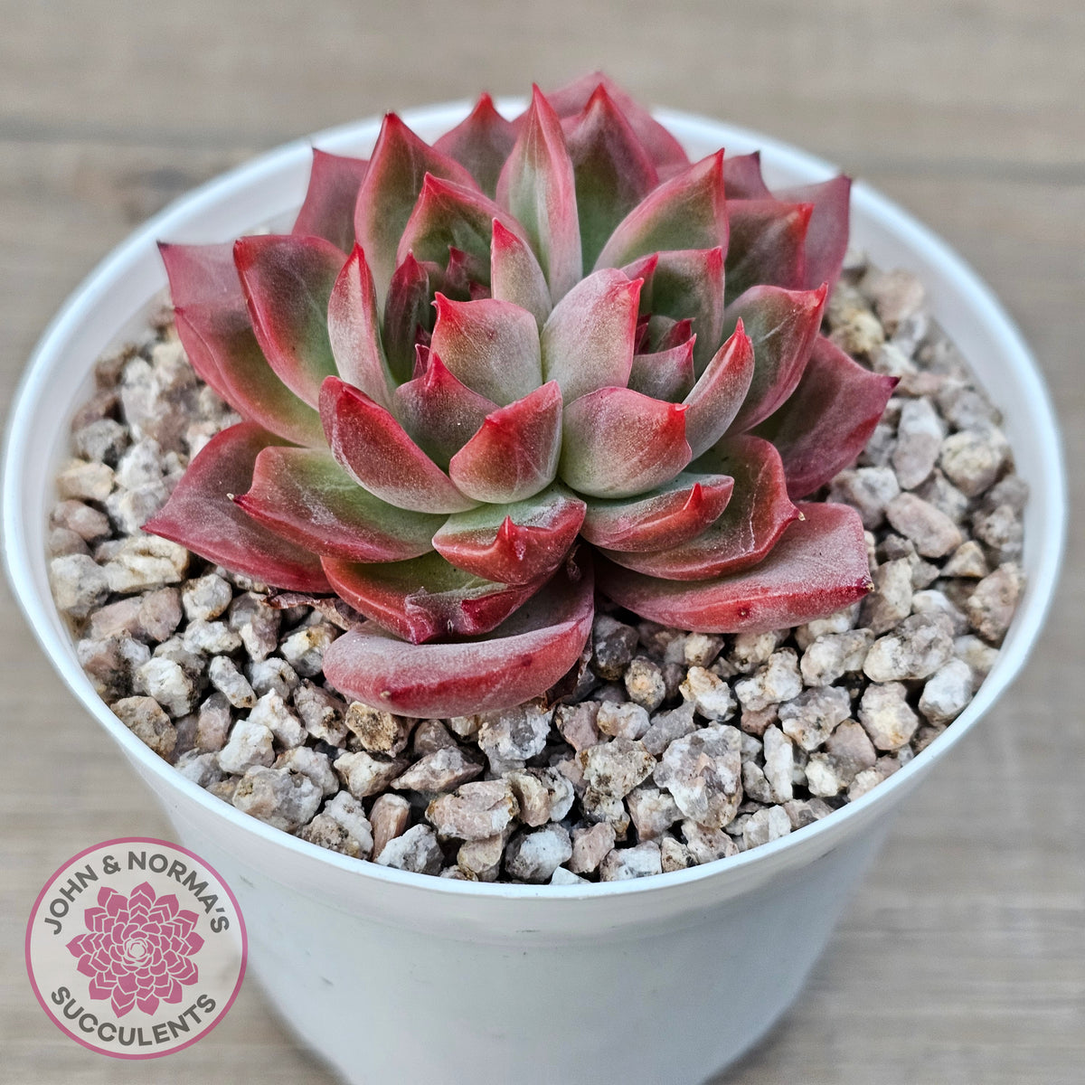 Echeveria 'Paris Rose'