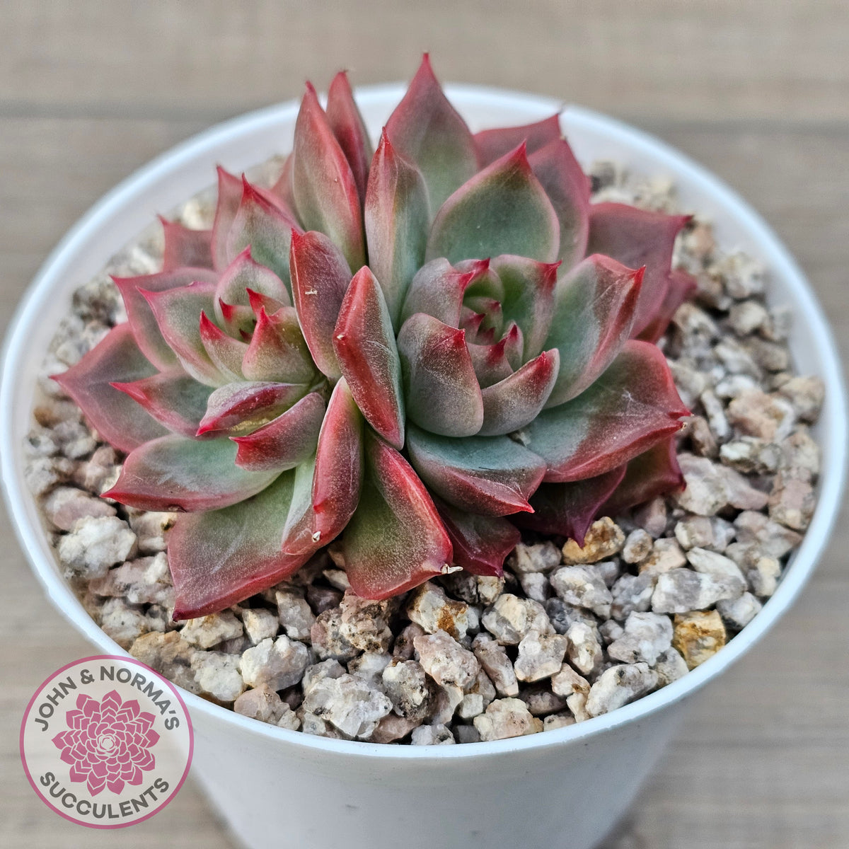 Echeveria 'Paris Rose'
