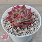 Echeveria 'Paris Rose'