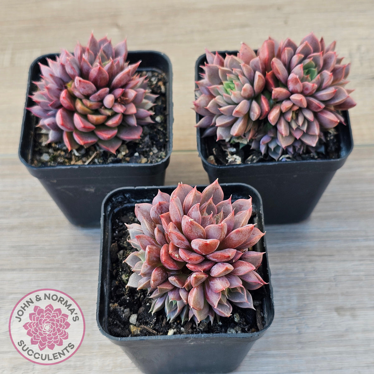 Echeveria Parks Pop Candy (multi)
