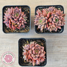 Echeveria Parks Pop Candy (multi)