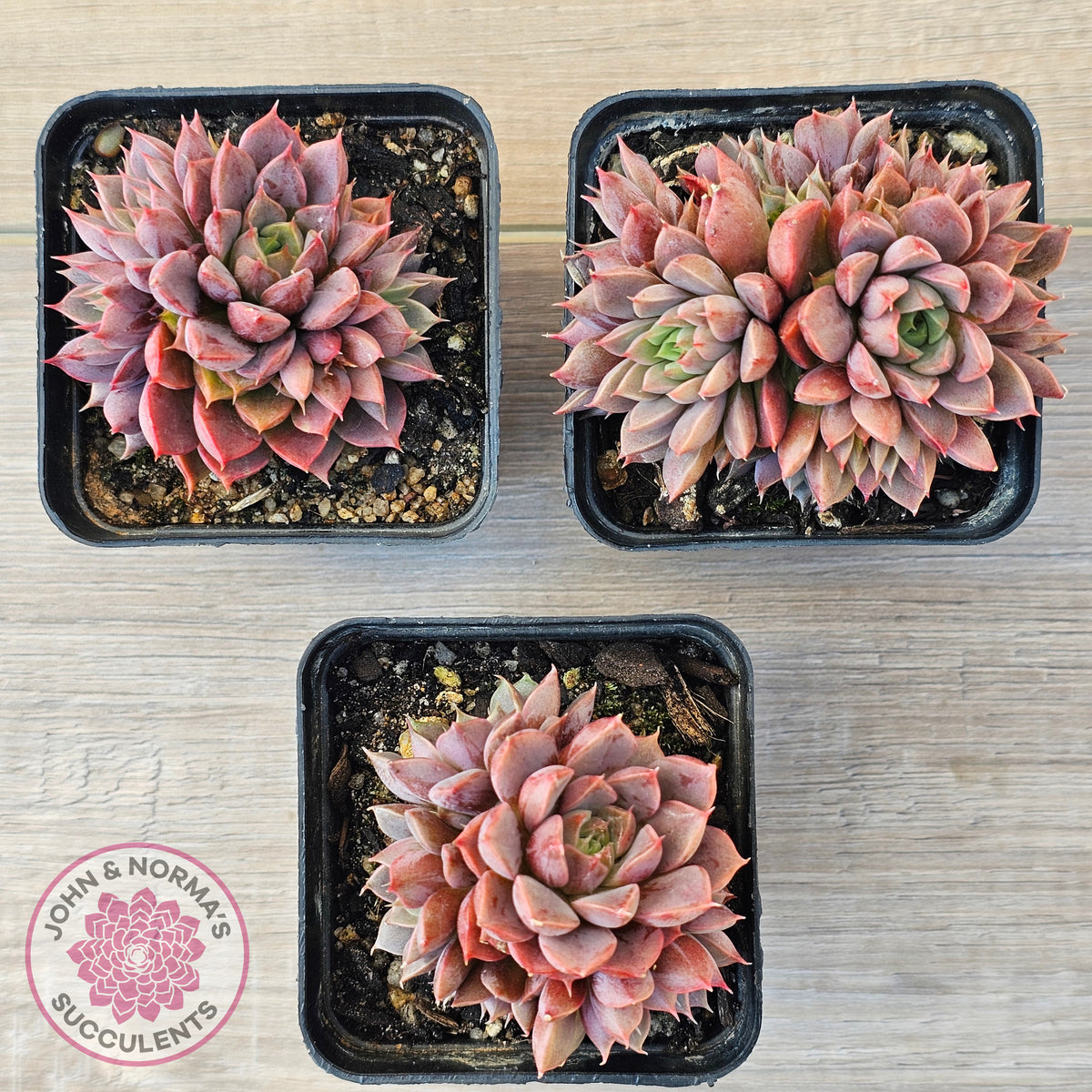 Echeveria Parks Pop Candy (multi)