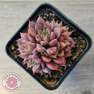 Echeveria Parks Pop Candy (multi)
