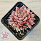 Echeveria Parks Pop Candy (multi)