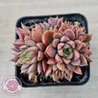 Echeveria Parks Pop Candy (multi)