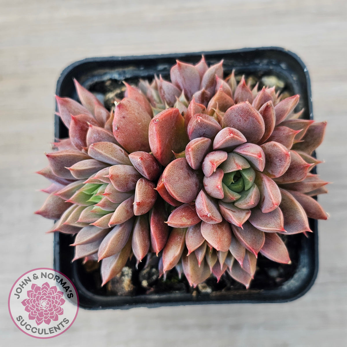 Echeveria Parks Pop Candy (multi)