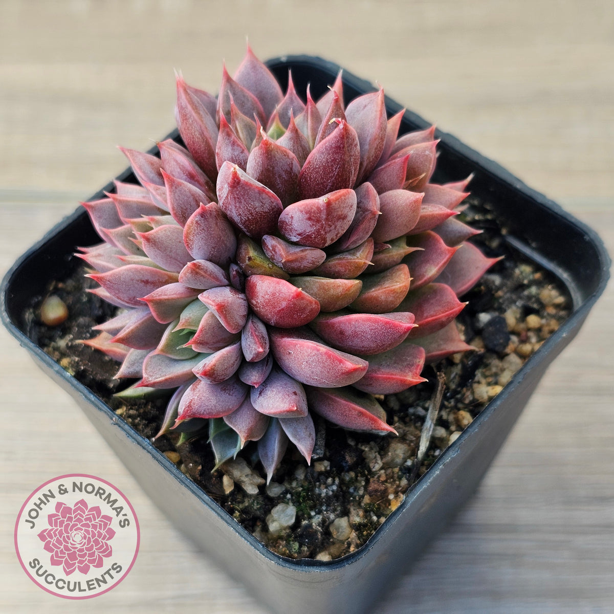 Echeveria Parks Pop Candy (multi)