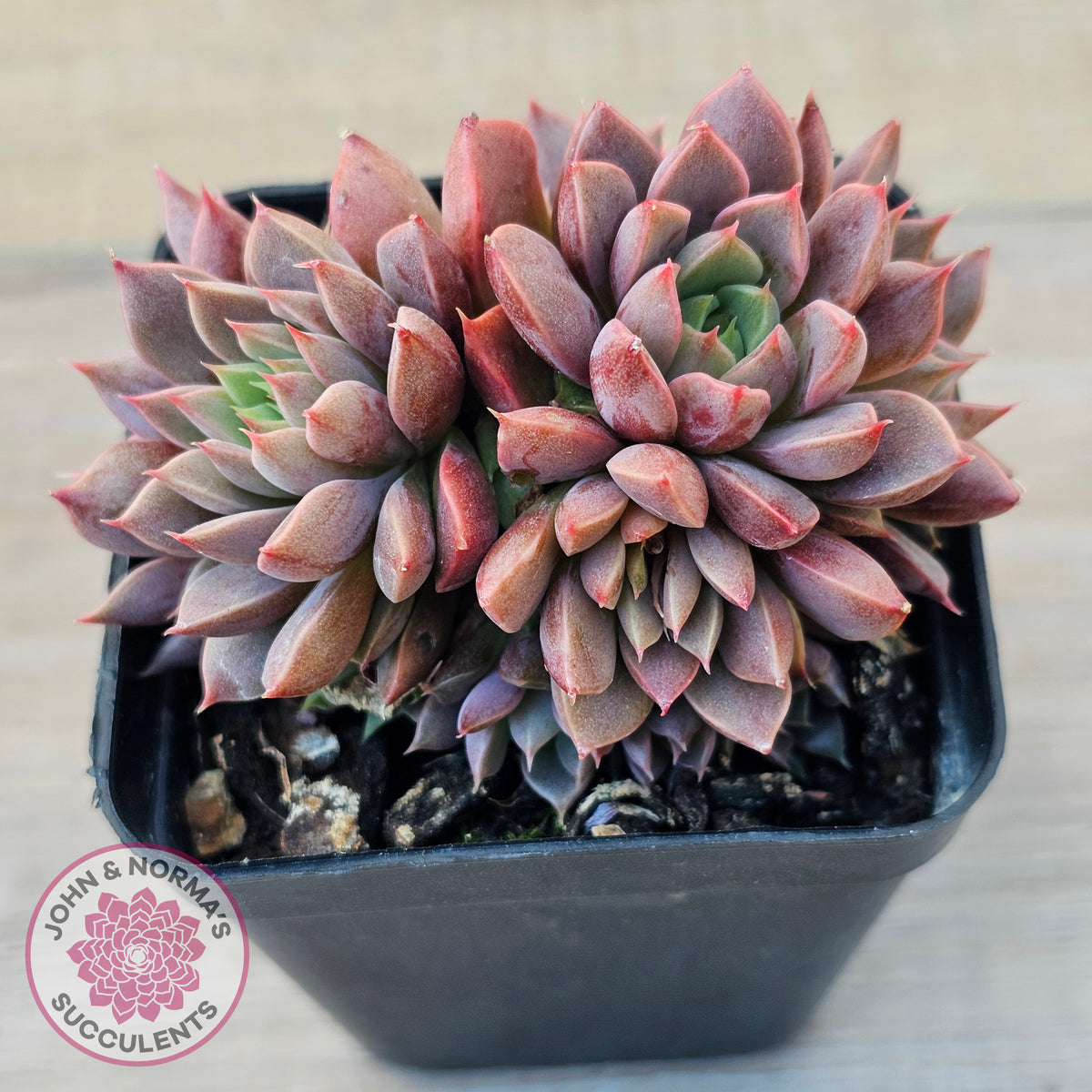 Echeveria Parks Pop Candy (multi)