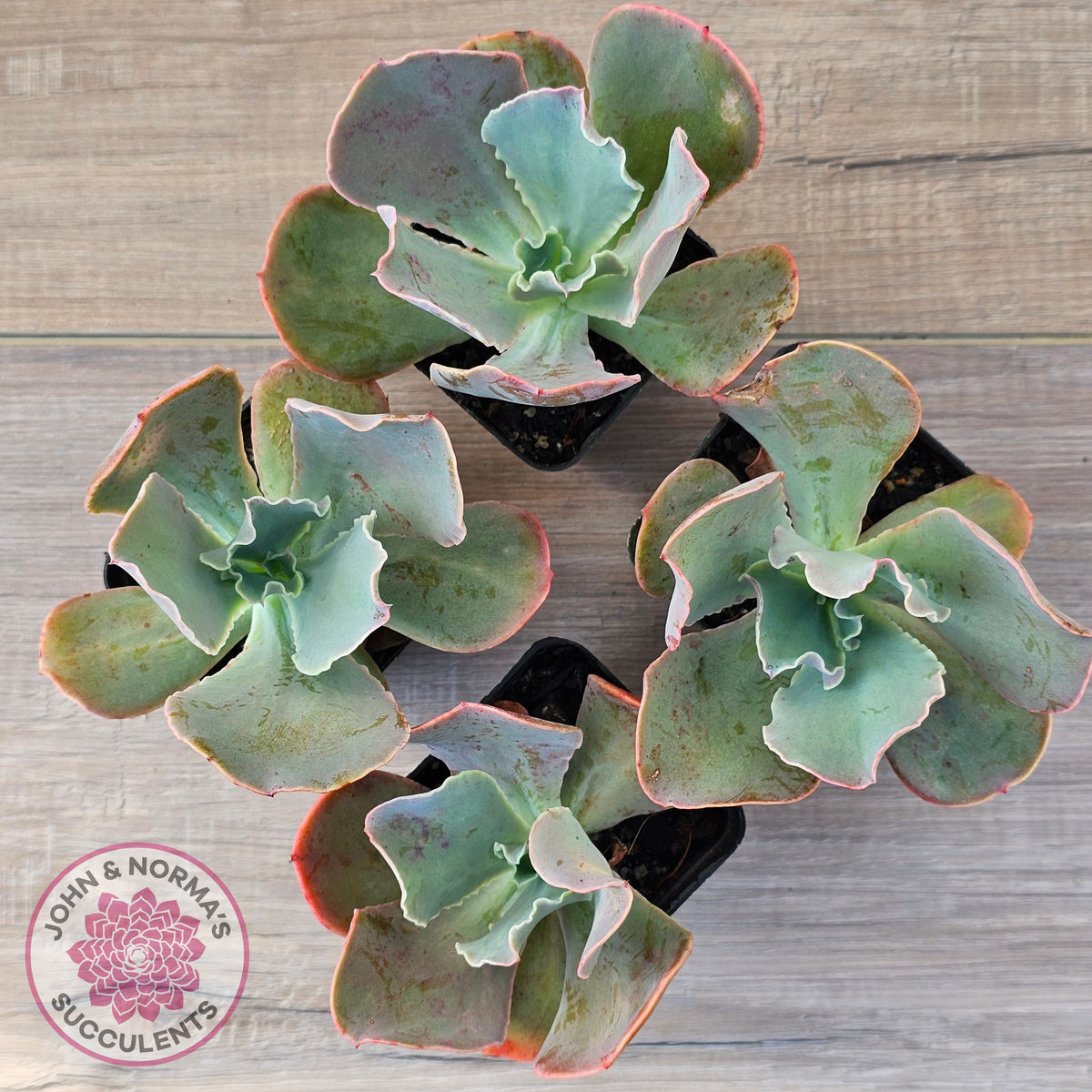 Echeveria 'Pastel'