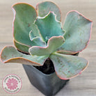 Echeveria 'Pastel'