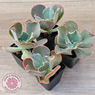 Echeveria 'Pastel'