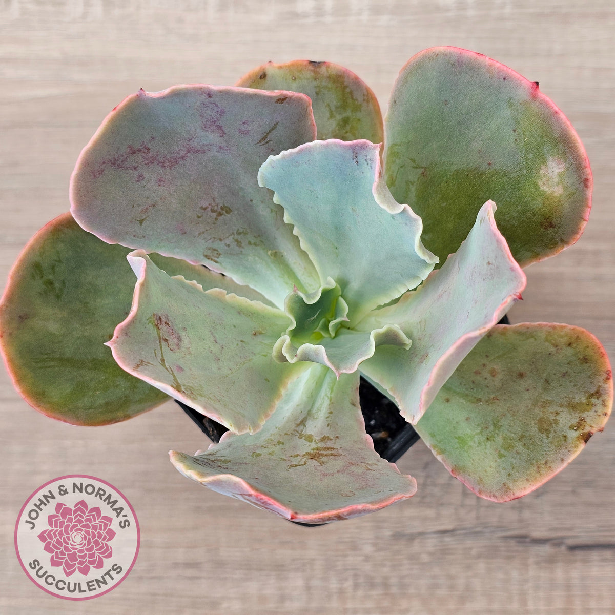 Echeveria 'Pastel'