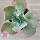 Echeveria 'Pastel'