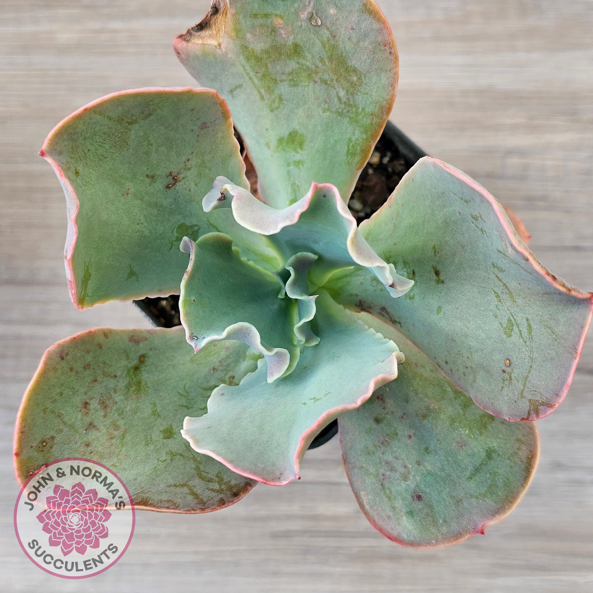Echeveria 'Pastel'